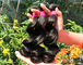 健康な100%マレーシアの人間の毛髪の織り方の若い女の子からの自然で黒い/焦茶 サプライヤー